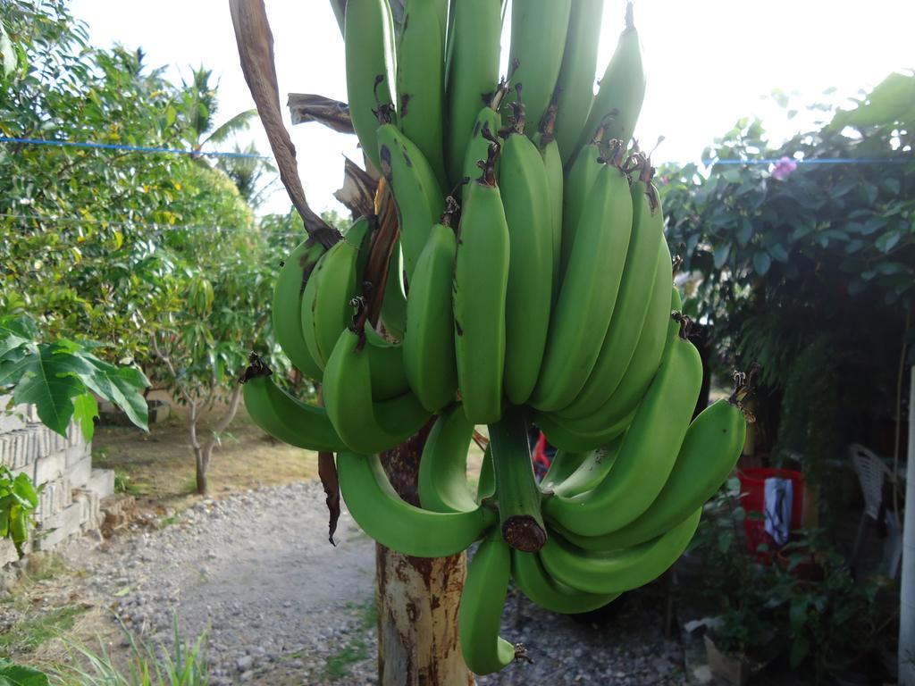 Posada Sunshine Paradise Providencia Island Экстерьер фото