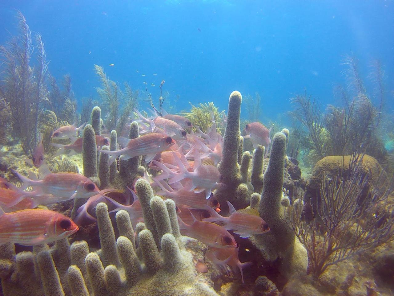 Posada Sunshine Paradise Providencia Island Экстерьер фото